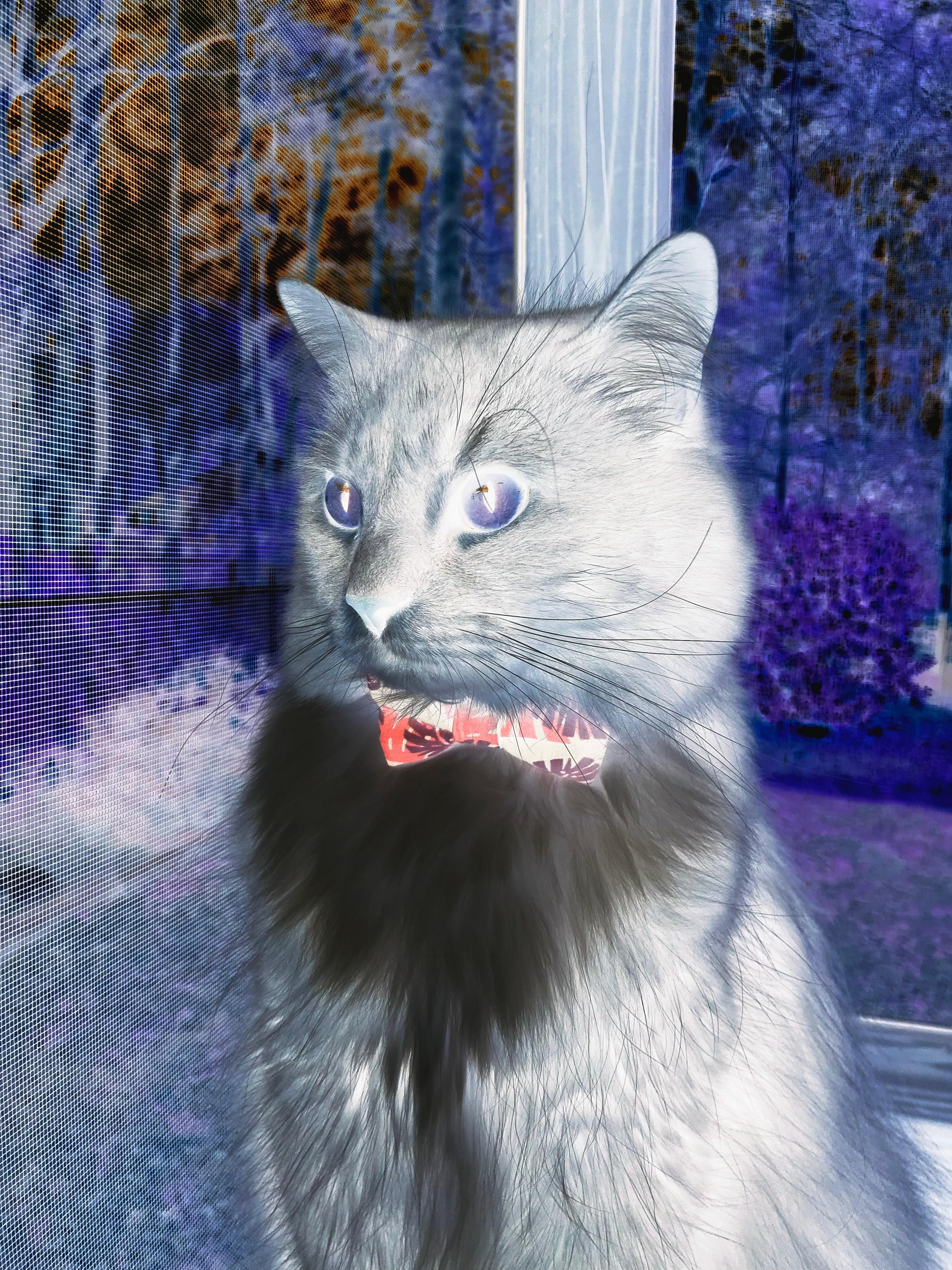 冬奥足球技术统计:瑞士场均传球成功率排名第一,瑞士足球夺冠