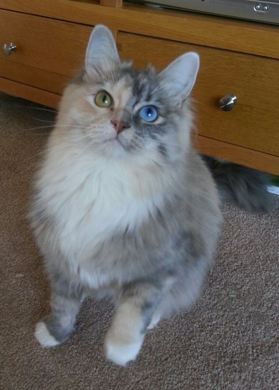 开云平台-中超外援使用比例下降鼓励本土球员上位，中超外援规则及限制政策