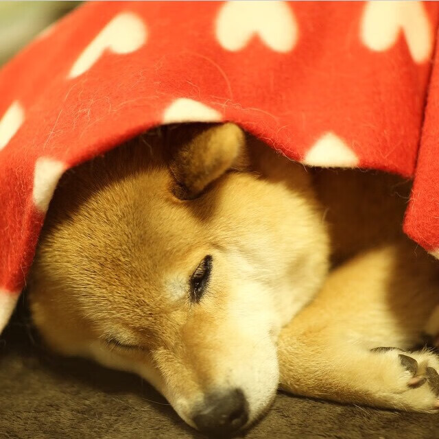 国际极限射箭大赛，精准的技术与心灵的较量，国际射箭比赛